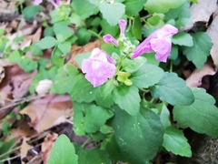 Scutellaria seleriana