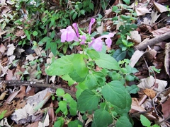 Scutellaria seleriana