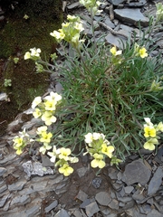Erysimum grandiflorum