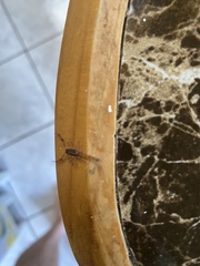 Centruroides limbatus