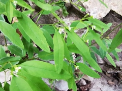 Euphorbia montereyana