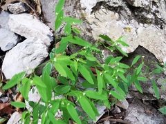 Euphorbia montereyana