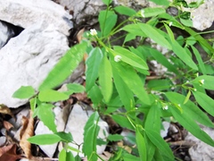 Euphorbia montereyana