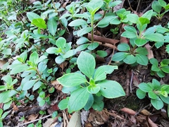 Peperomia liebmannii