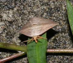 Parasada carnosa