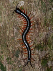 Scolopendra subspinipes