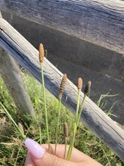 Equisetum ramosissimum