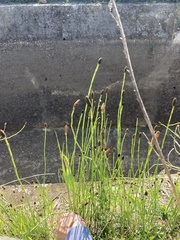Equisetum ramosissimum