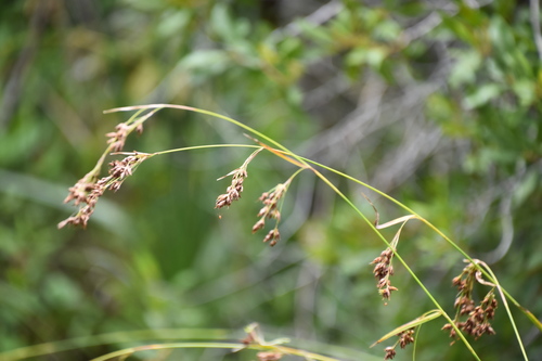 fragrant beaksedge (Rhynchospora odorata)