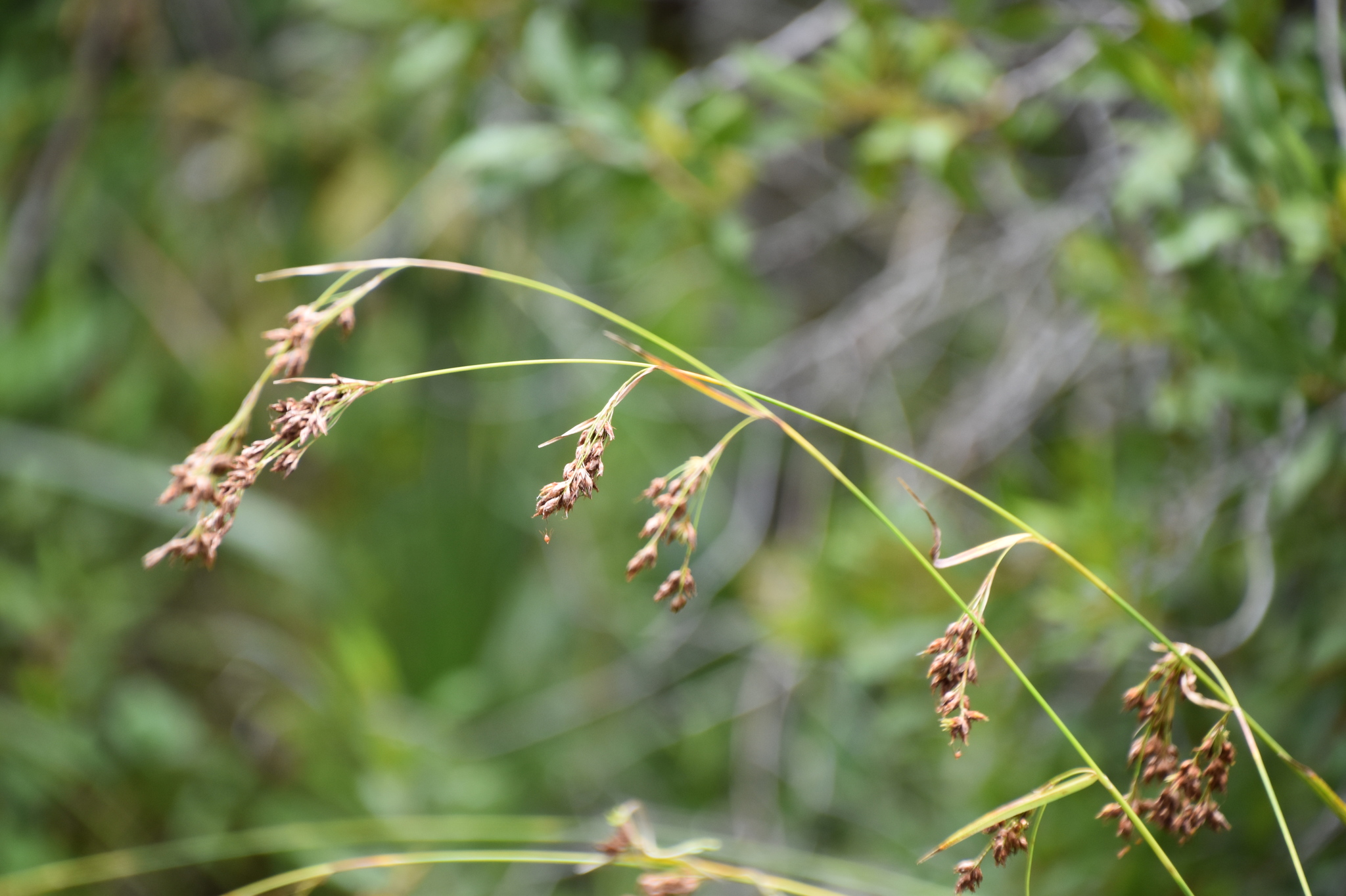 Rhynchospora odorata