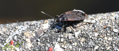 Pyrrhocoris sinuaticollis