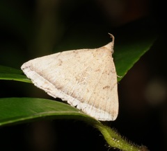 Lysimelia lucida
