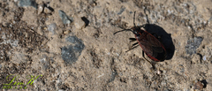 Hemiptera
