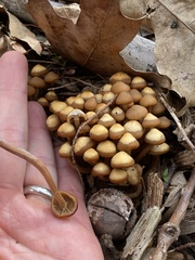 Kuehneromyces marginellus