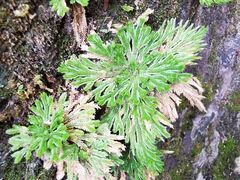 Selaginella pilifera