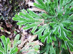 Selaginella pilifera