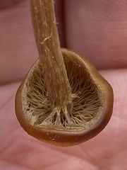 Kuehneromyces marginellus