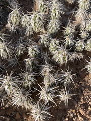 Grusonia clavata