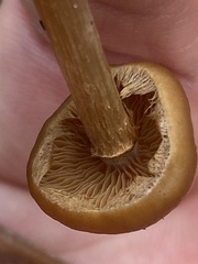 Kuehneromyces marginellus