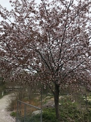 Prunus sargentii