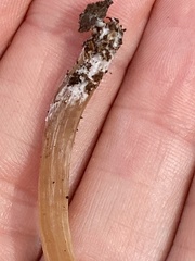 Kuehneromyces marginellus