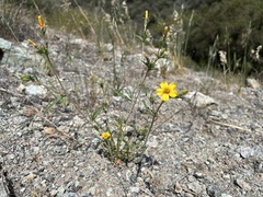 Mentzelia gracilenta