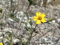 Mentzelia gracilenta