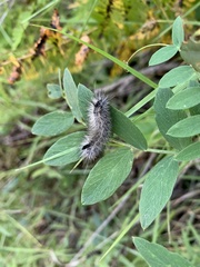 Orgyia pseudotsugata