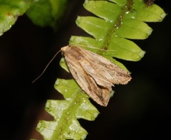 Rivula striatura