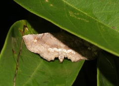 Throana pectinifer