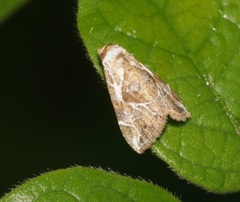 Chorsia albiscripta