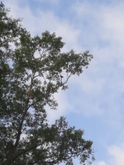 Ictinia mississippiensis