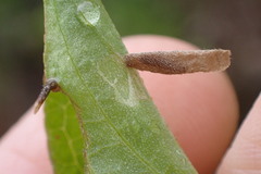 Coleophora cornella