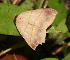 Plecoptera luteiceps