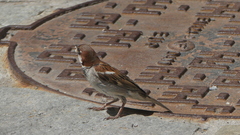 Passer domesticus × italiae