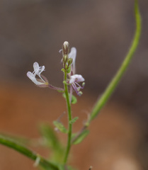 Cleome monophylla