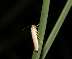 Danielithosia immaculata