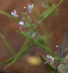 Cleome monophylla