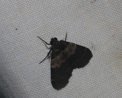 Hydrillodes nilgirialis