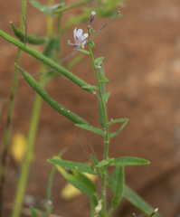 Cleome monophylla