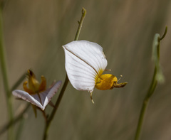 Crotalaria orientalis