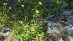 Potentilla grandiflora