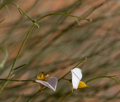 Crotalaria orientalis