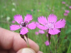 Microbotryum dianthorum