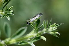 Rhogogaster genistae