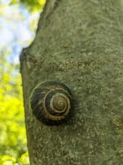Helix lucorum