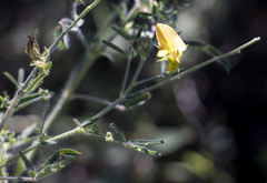 Crotalaria podocarpa