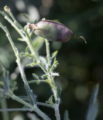 Crotalaria podocarpa