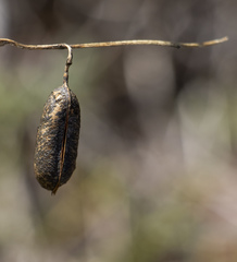 Crotalaria podocarpa