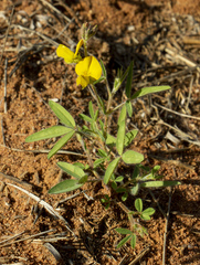 Crotalaria podocarpa